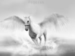 Pegasus