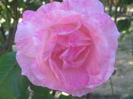 Pretty Pink - nature, roses, flora, pink, petals, plants