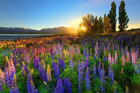 Lupine near lake Tekapo - morning, rays, lake, sky, freshness, colorful, summer, meadow, sunset, tekapo, lovely, glow, pretty, beautiful, sunrise, lupine