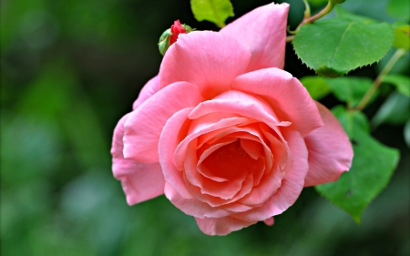 Lovely pink rose - buds, fragrance, park, rose, lovely, pretty, pink, petals, beautiful, leaves, scent, garden, flower