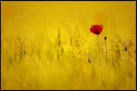 Alone - red and yellow, poppy, nature, beautiful, alone, two colors, flower