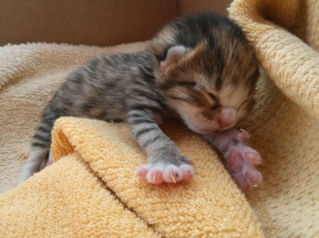 kitten - tiny, yellow, blanket, under