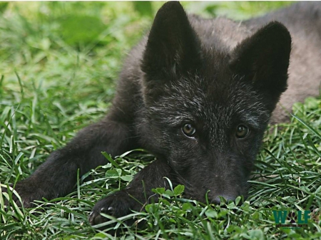 Wolf cub on the grass