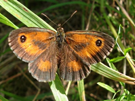 Hedge Brown - standing, leaf, a, on