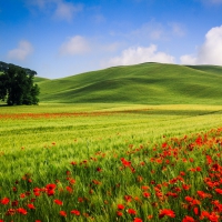 Field of Poppies