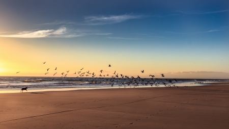 Perfect Day - clouds, beach, splendor, sea, dog, sunrise, ocean, sand, nature, sky