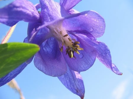 purple beauty - nature, beauty, purple, photography, flowers