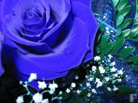 velvet rose - nature, roses, blue, beautiful, flowers