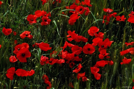 red flowers