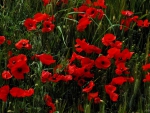 red flowers