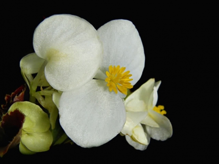 white orchid - white, nature, orchids, cool, flowers