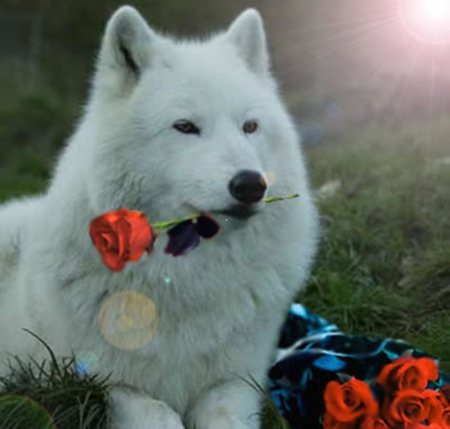 gift - flowers, roses, white, nature, dogs, creative, animals