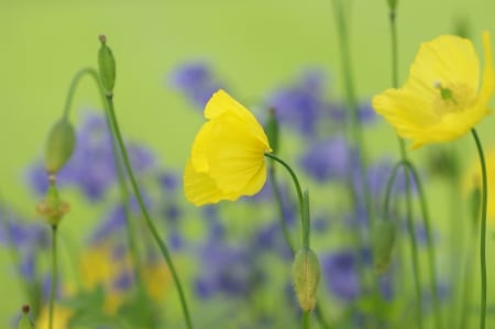 * Colorful field * - nature, field, flowers, flower