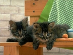 cute kittens on the bench