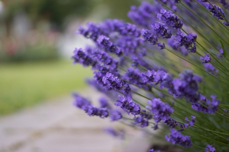 Lavender - flowers, bokeh, lavender, nature