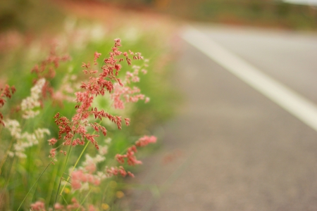 Beautiful... - nature, bokeh, summer, meadow, flowers, grass, road, path