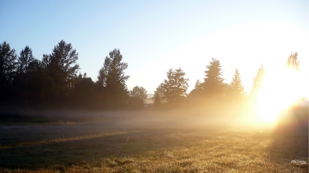 Foggy Morning Light - morning, sunshine, sky, light, summer, field, foggy, spring, bright, fog