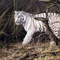 Hunting White Tiger