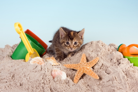 Summer Fun!;) - fun, summer, kitten, beach, sand