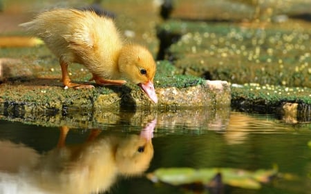 Reflection of Baby Duckling