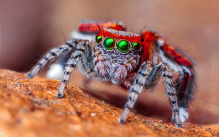 Colorful Spider - animals, spider, eyes, green