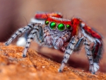 Colorful Spider