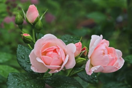 * Pink roses * - flowers, roses, nture, flower, pink