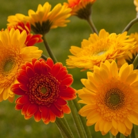 Red and Yellow Gerbera