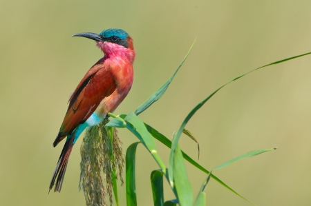 * Carmine Bee-eater * - animal, animals, bird, birds