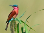 * Carmine Bee-eater *