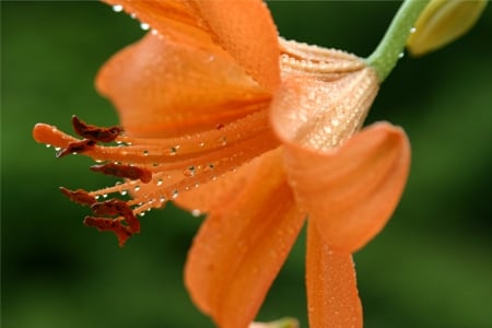 Raindrops on Lily - raindrops, orange lily, flower, petals, lily