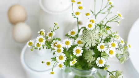 * Camomile * - white, nature, flowers, flower