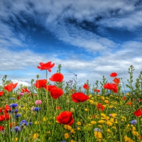 * Poppy field *