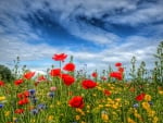 * Poppy field *