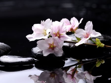 Spa - water, spa, rock, pink flowers, petals, reflection