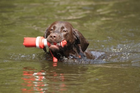 Dog - pretty, puppys, beautiful, dog, lovely, sweet, animal, dogs, cute, puppy, animals