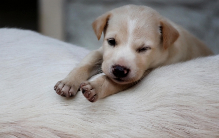 Dog - puppy, animals, lovely, pretty, puppys, beautiful, dog, animal, dogs, sweet, cute