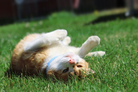 Cat - hat, pretty, cat face, beautiful, lovely, paws, cat, kitten, cute, cats, face, sleeping, animals, kitty