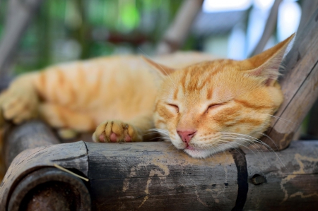 Cat - sleeping, cat face, hat, cat, kitty, animals, lovely, kitten, paws, face, pretty, cats, beautiful, cute