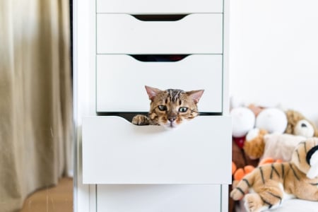 Cat - hat, pretty, cat face, beautiful, lovely, paws, cat, kitten, cute, cats, face, sleeping, animals, kitty