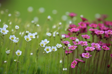 Field of flowers - white, pink, blur, field, flowers