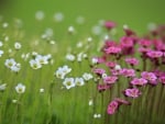 Field of flowers