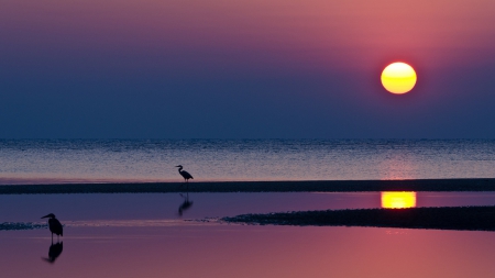 Sunset - amazing, sunset, sea, bird