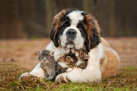 * Dog and kittens * - hug, saint bernard, kittens, animals, lovel friends, lovely, dog, cats, animal, dogs, sweet, grass