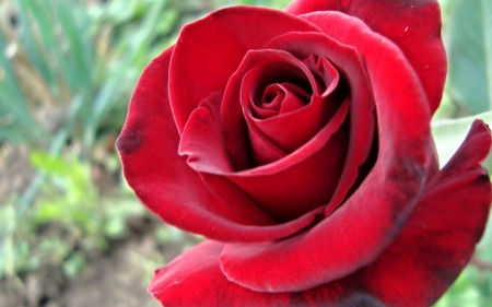 Rose - love, rose, flower, red