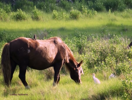 Dinner With My Friends - bird, animal, nature, wild pony, marsh, grass, field, horse