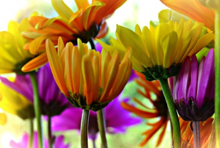 Colorful Flowers - flowers, pretty, colorful, bright, floral