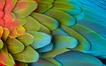 Feathers - feather, red, wing, parrot, texture, blue, green