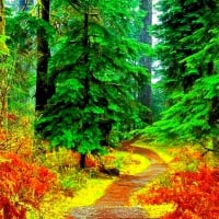 ROAD IN THE BEUTIFUL FOREST