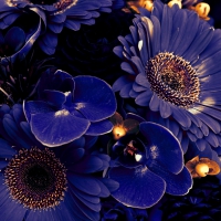 Blue Flowers